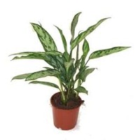 Plants: indoor